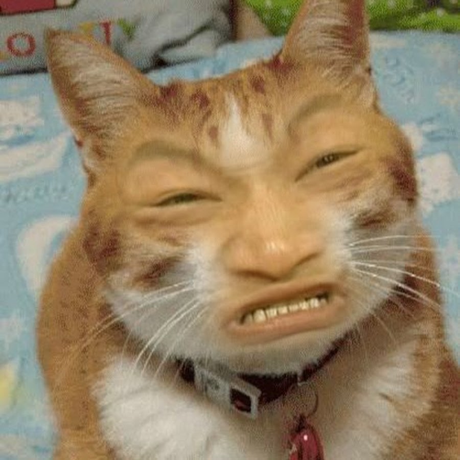 Смешной кот с человеческими зубами