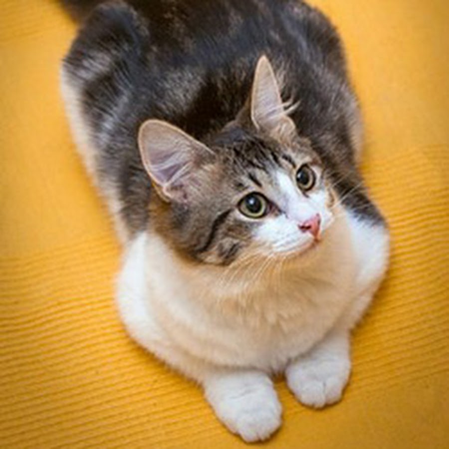 Kucing 