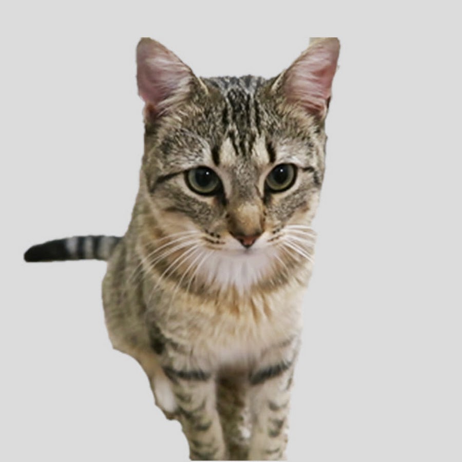 Ollie the Cat YouTube