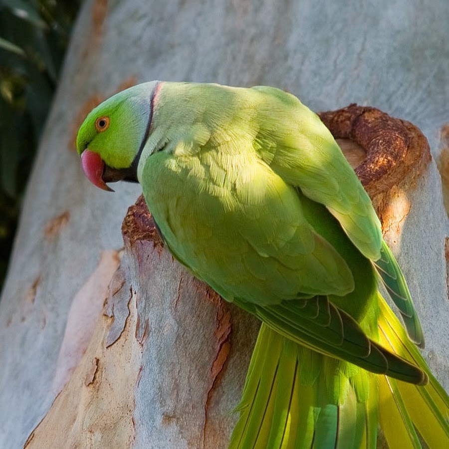 Ожереловый попугай зеленый. Ожереловый попугай и ара. Ожереловый попугай и Какаду. Ожереловый попугай оранжевый.