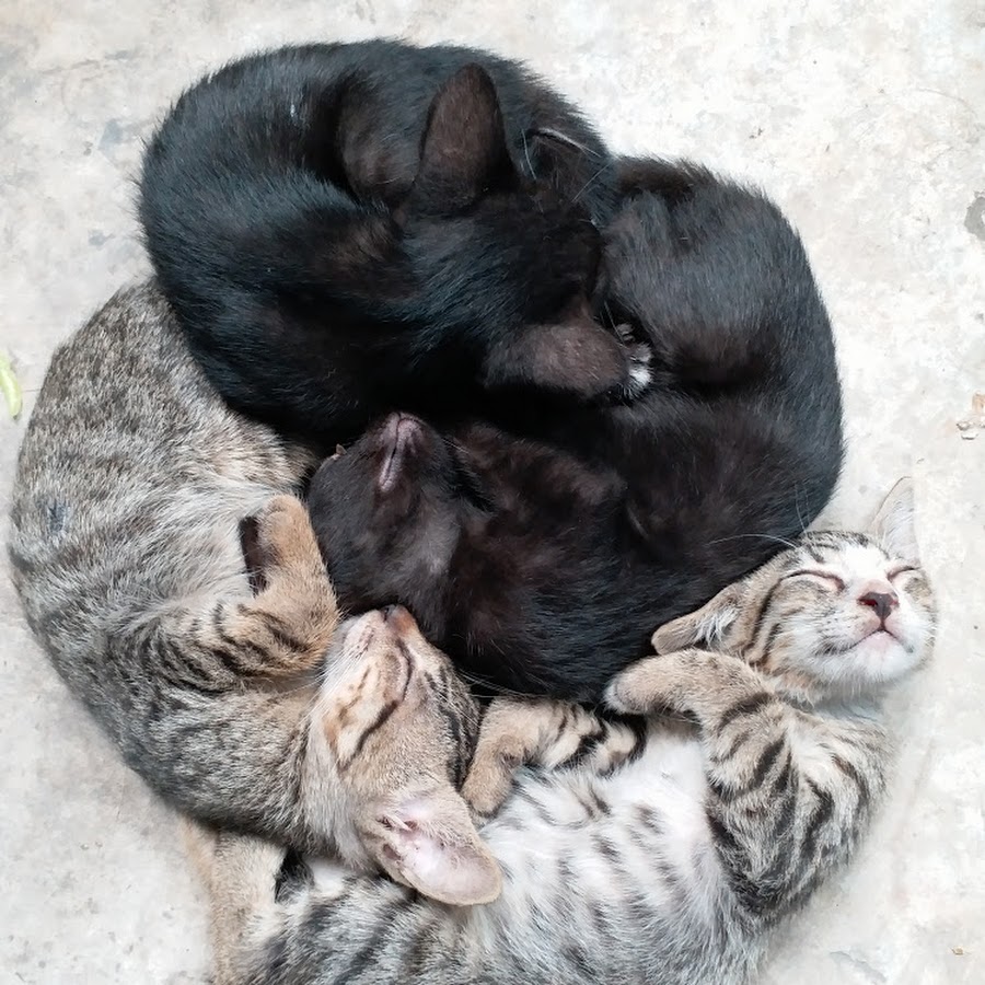 Cats CHANNEL YouTube