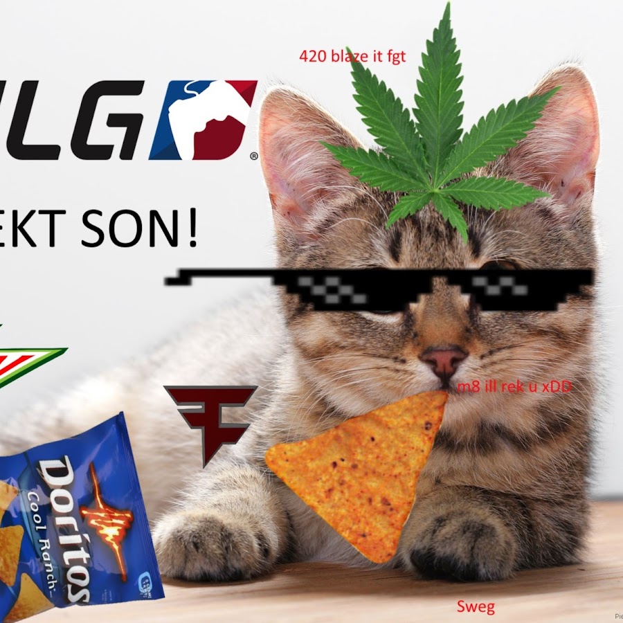 DORITO CAT 504 YouTube