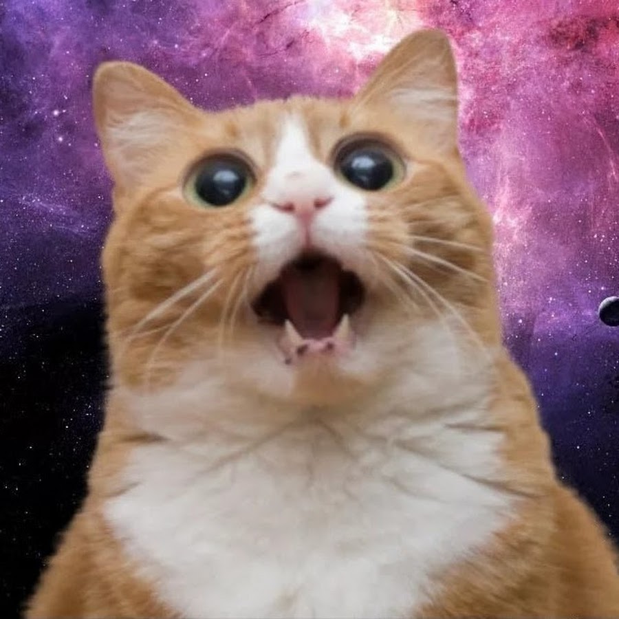 cat in shock YouTube