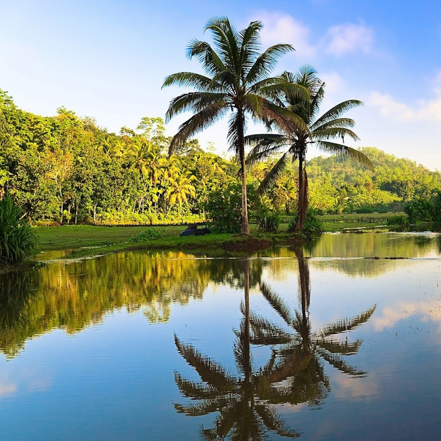 Пальмы шри ланки. Шри Ланка пальмы. Шри Ланка природа. Пейзажи Шри Ланки.