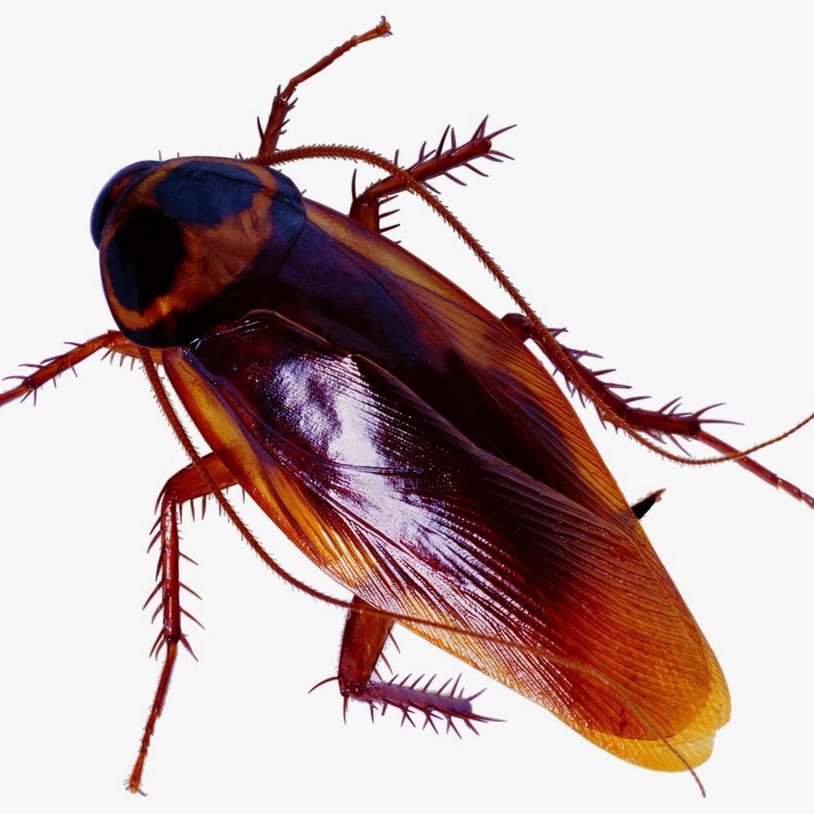 Cucaracha Peluda - YouTube