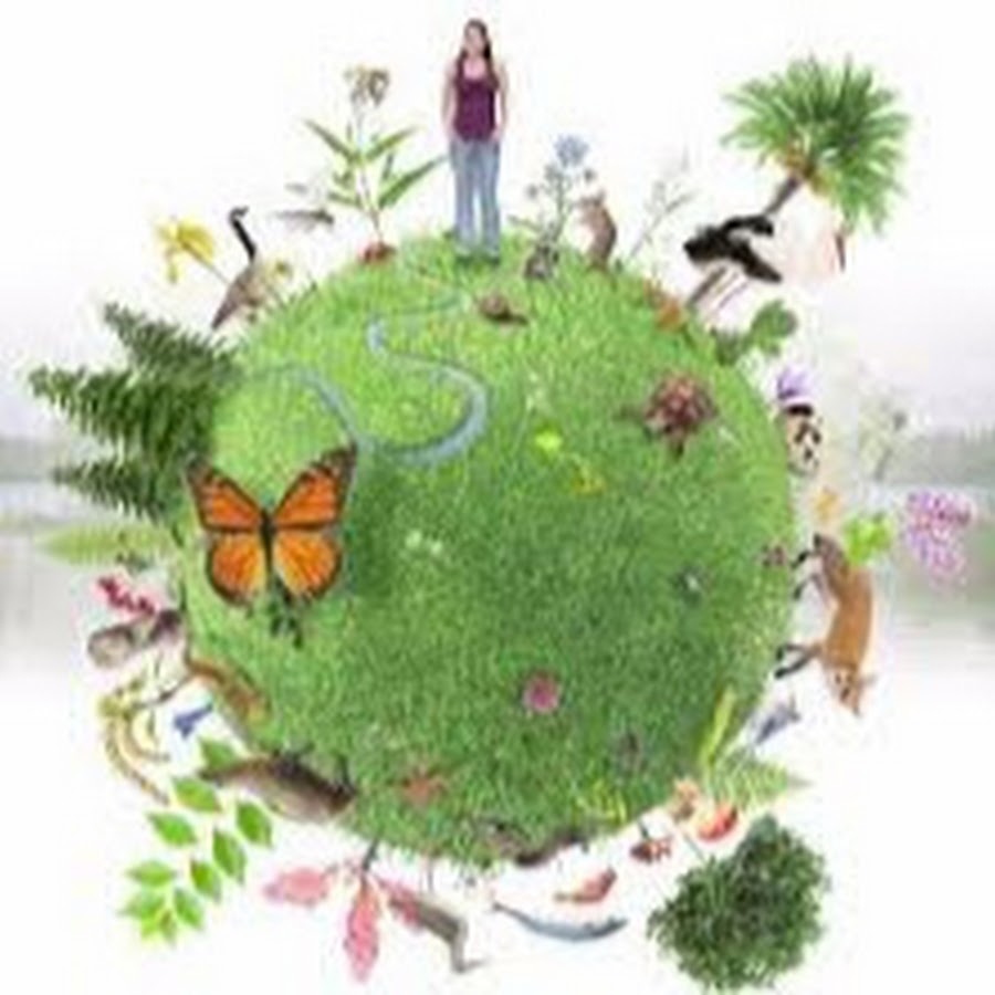 Окружающая среда и биологическое разнообразие. Международный день биологического разнообразия. Сохранение биоразнообразия. Окружающая среда и биологическое разнообразие. Сохранение биоразнообразия.