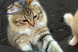 Good Cat Kitten good morning cat images / kitten hello gif