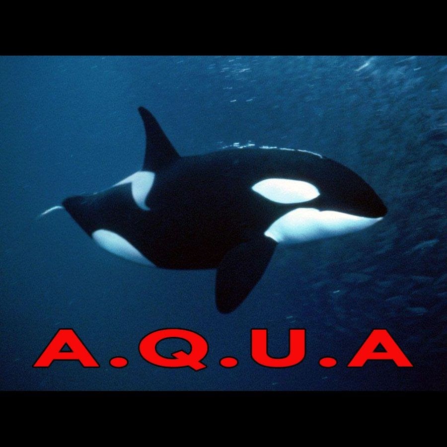 Косатка или касатка. Хвост касатки фото. Рассказ про касатку. Касатка информация. Рыба кит касатка.