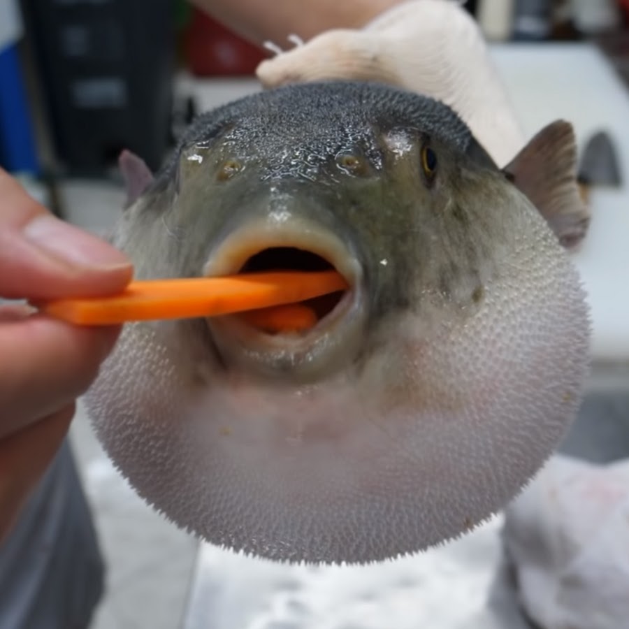 Puffer Fish YouTube