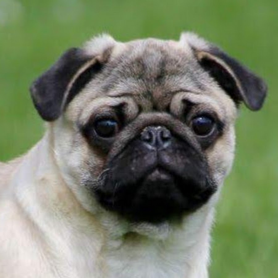 Lucky Pug YouTube