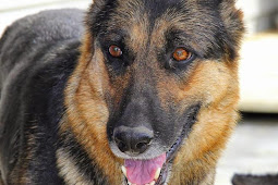 German Shepherd Puppies Louisville Ky