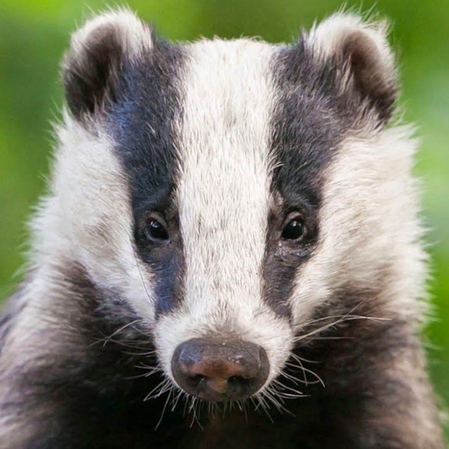 Badgers Ireland YouTube