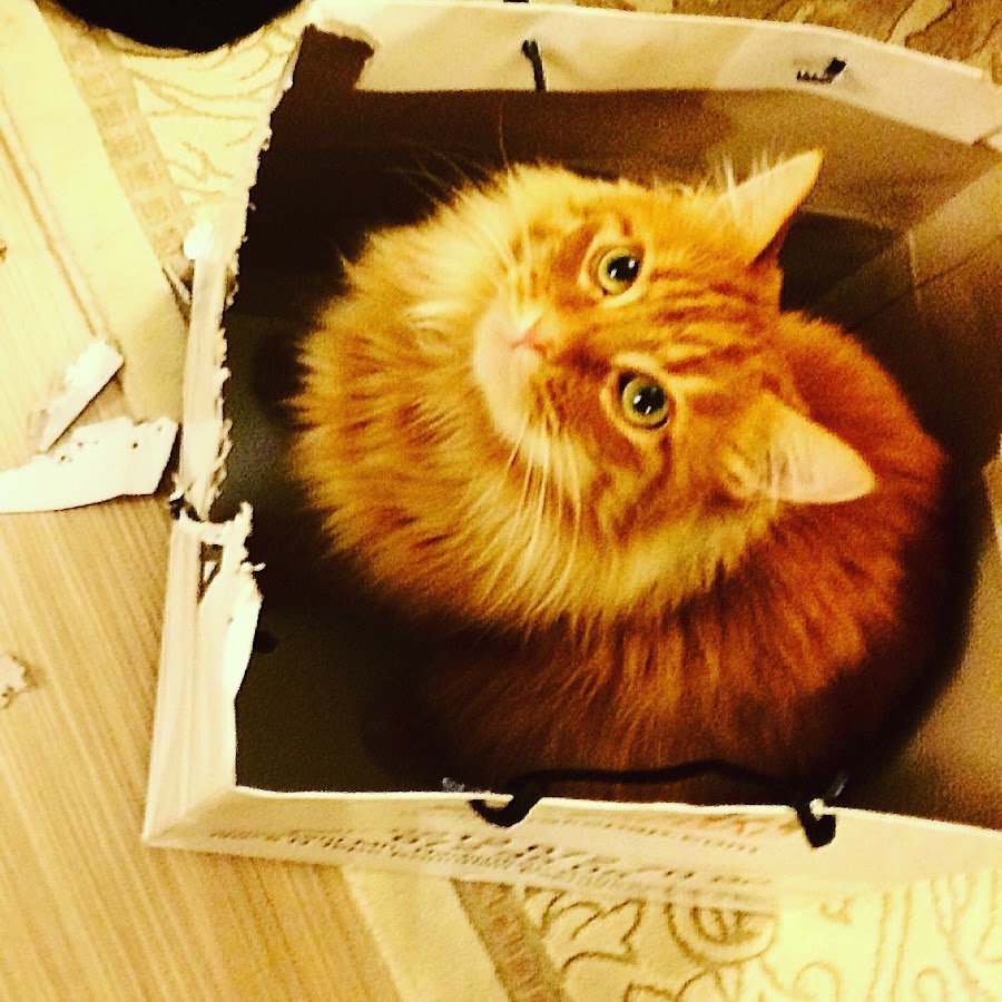 Büyücü kedi Harry potter YouTube