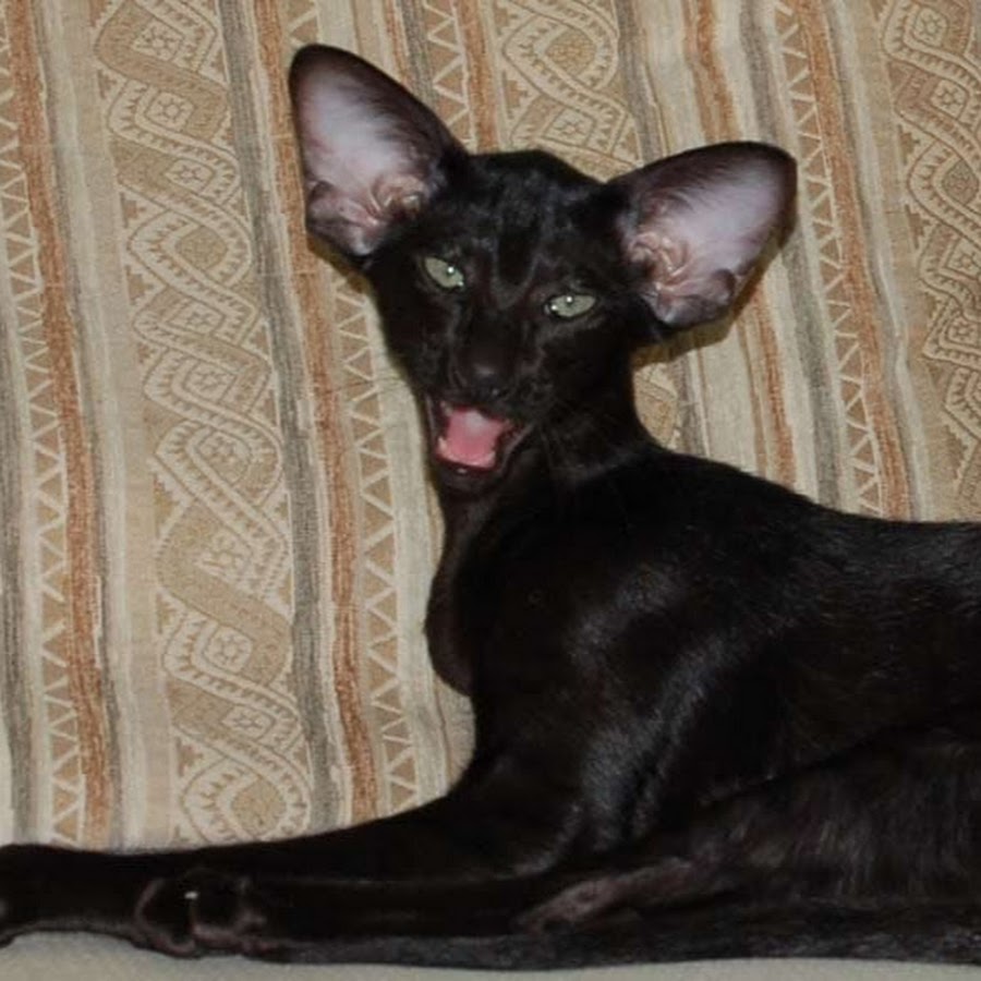 Кошка похожая на летучую мышь. Черный ориентальный кот. Ориенталы летучая мышь кошка. Коты породы ориентал. Кошка похожая на летучую мышь.