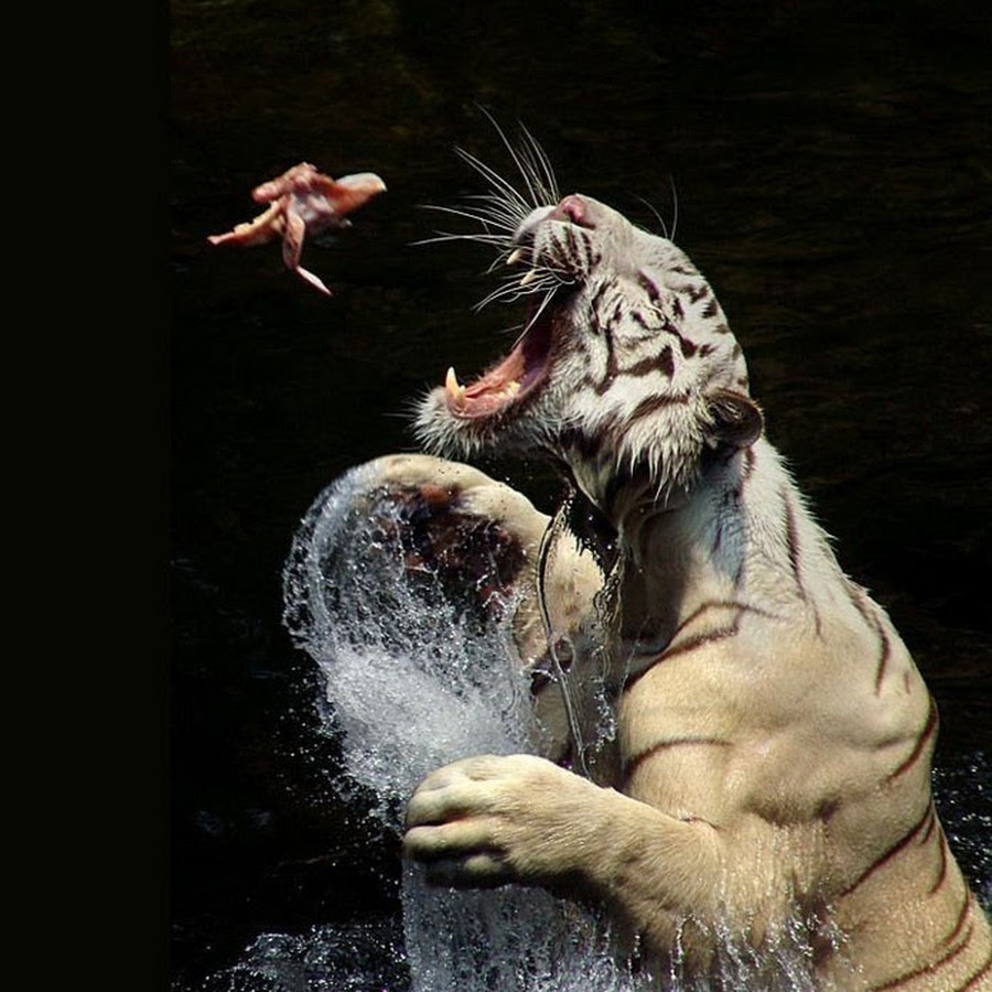 Тигрица. Интересные кадры про животных. Моменты животных. Прикольные картинки с животными. Собски смешные моменты.