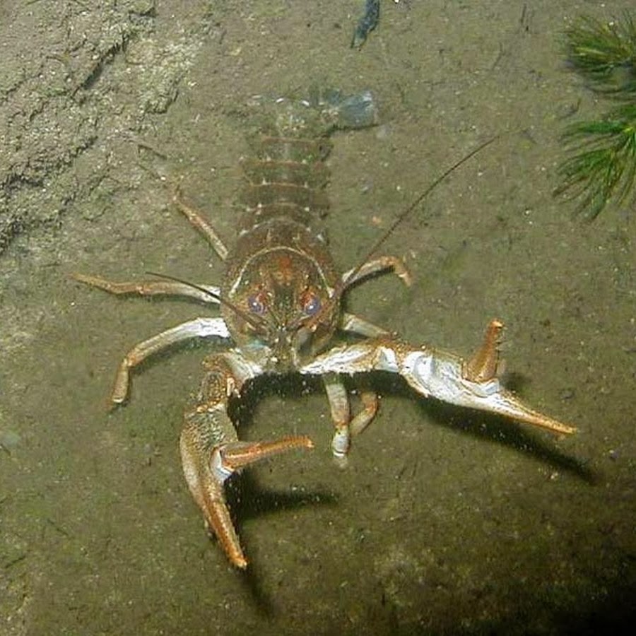 Рак следующую неделю. Рак следующую неделю. Онкология памятка. Рак следующую неделю. Онкология факторы риска профилактика.