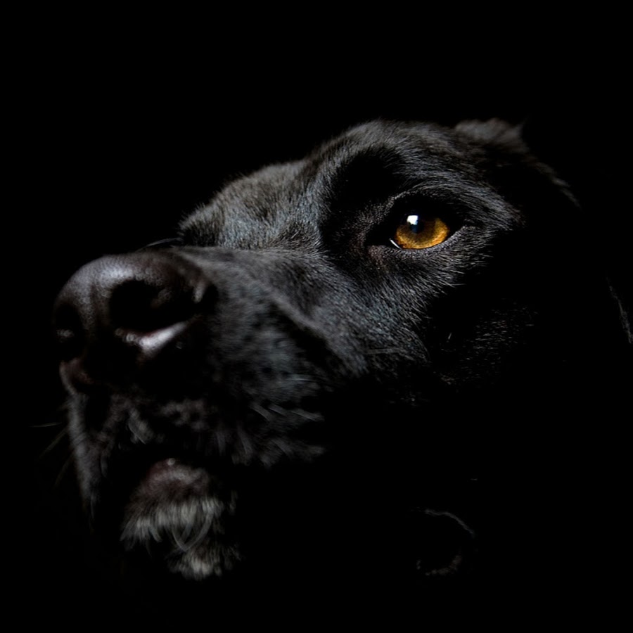 Черные псы это. Собака на черном фоне. Темный фон с животными. Черная собака обои на андроид. Глаза собаки на черном фоне.