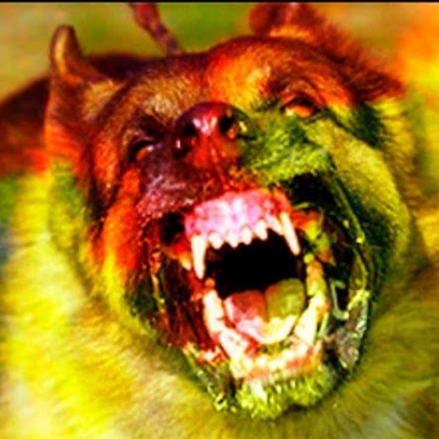 Mad Dog Gaming YouTube