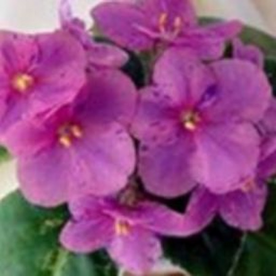 Warm Violet YouTube