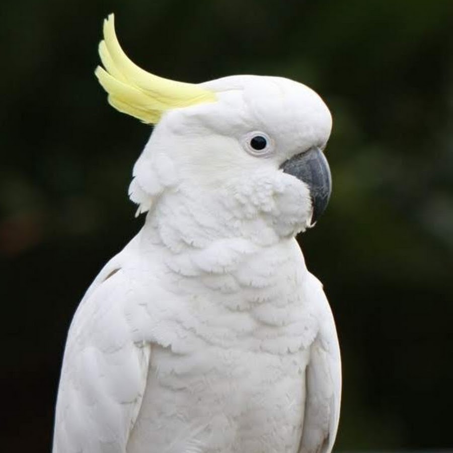 COCKATOOS 01 YouTube