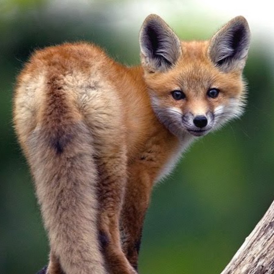 Kit fox. Fox Kit cute.