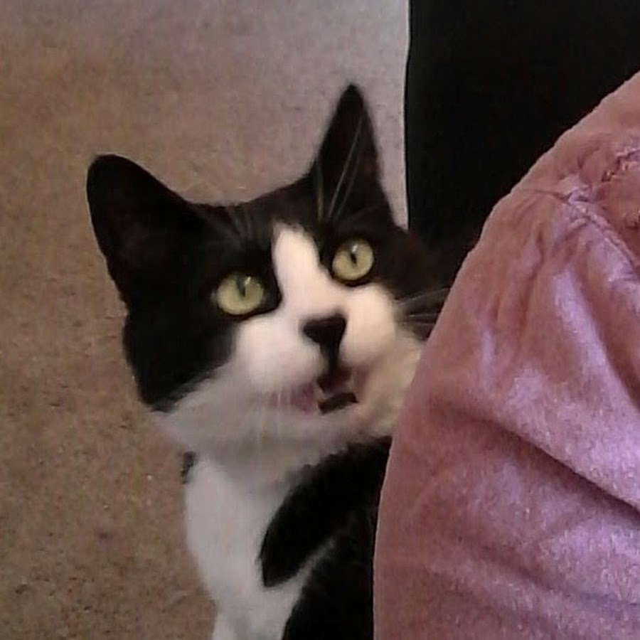 Suspicious Cat 