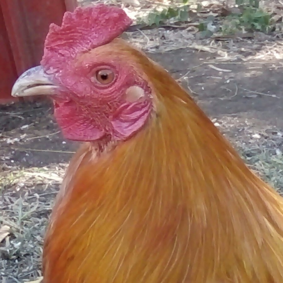 Wild Cobra Gamefarm Davao farm gamefowl YouTube