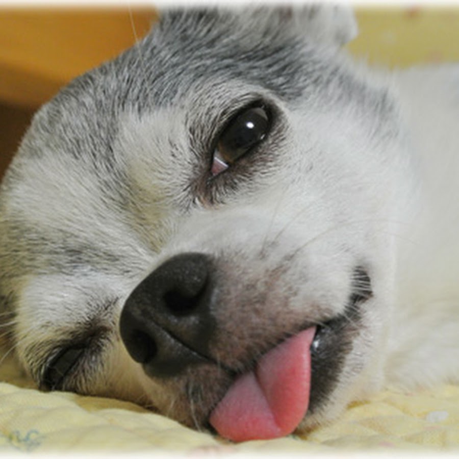 Ash Lynx Urban Dictionary