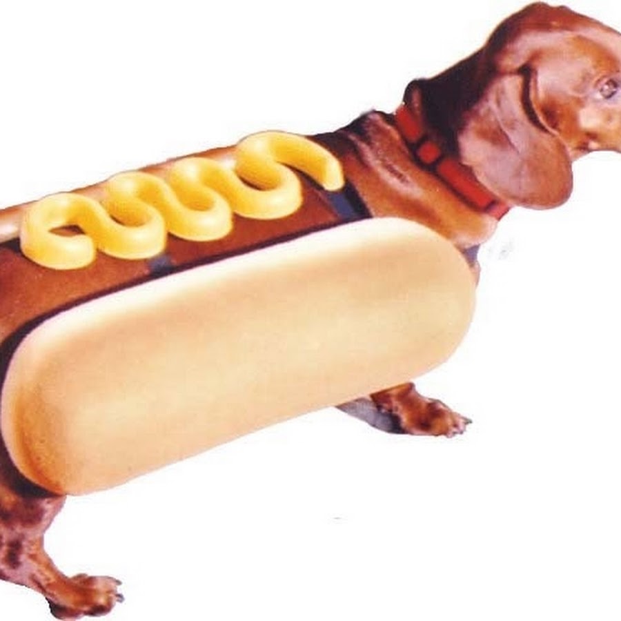 почему хот дог горячая собака. название хот догов. хагги хот дог. хот дог почему так назвали. такса в костюме хот дога.