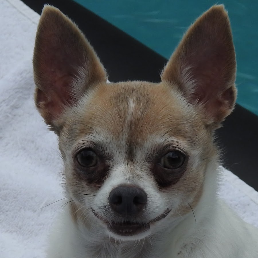 Pinto the Chihuahua YouTube