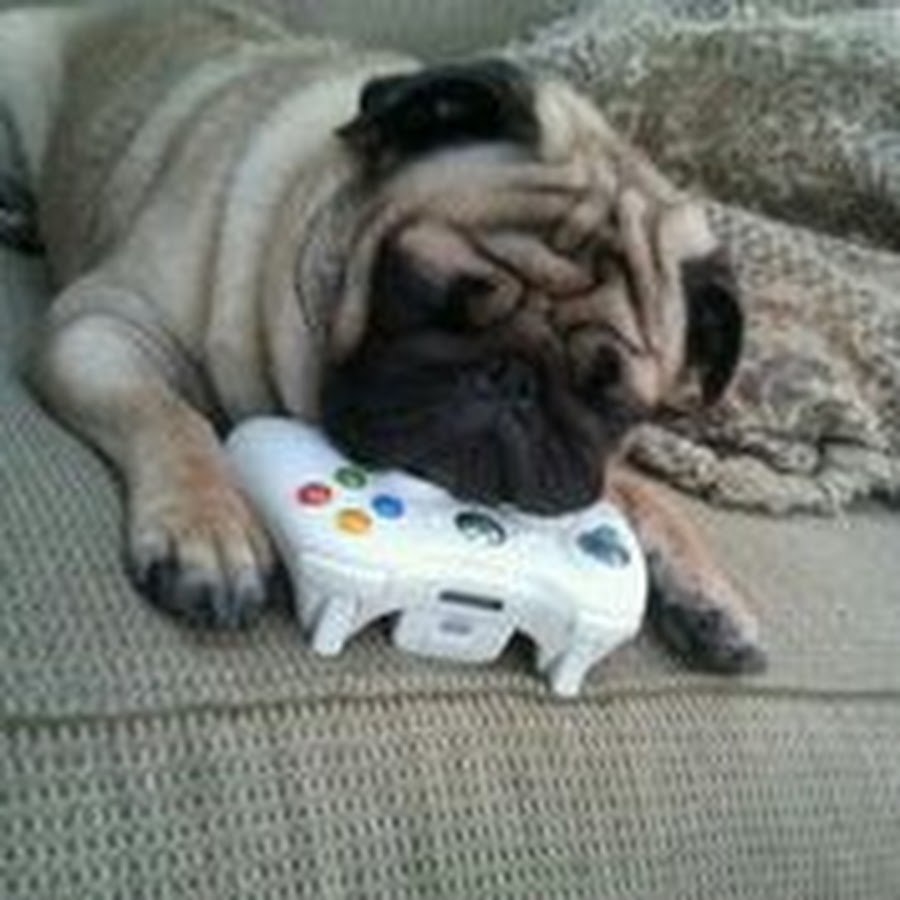 Pug gamer 123 YouTube