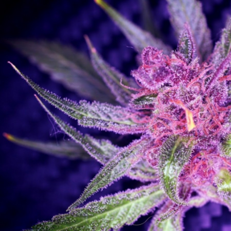 Indica YouTube