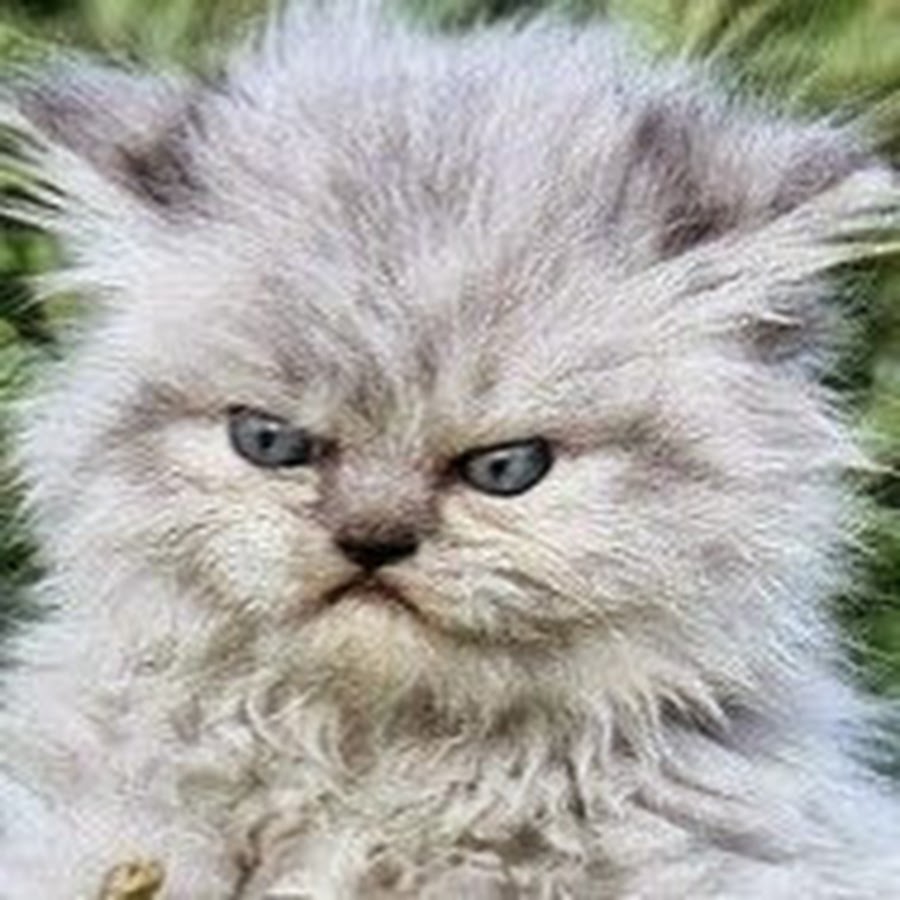 Benjamin Palfi - YouTube