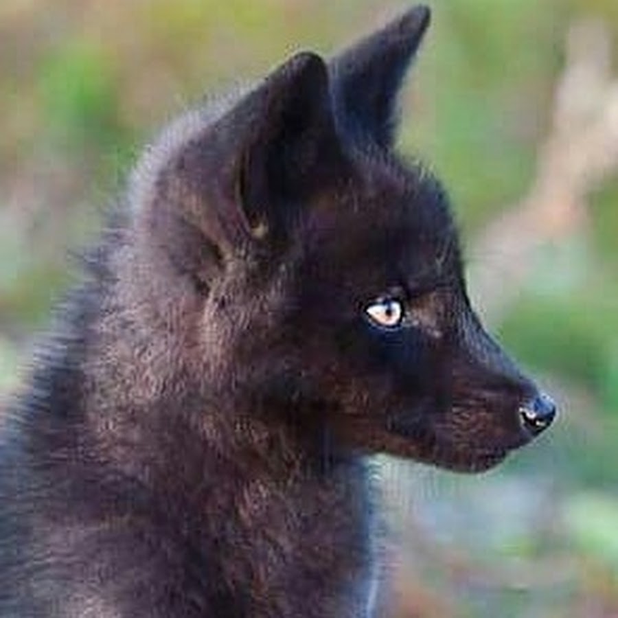 All-Seeing Fox - YouTube