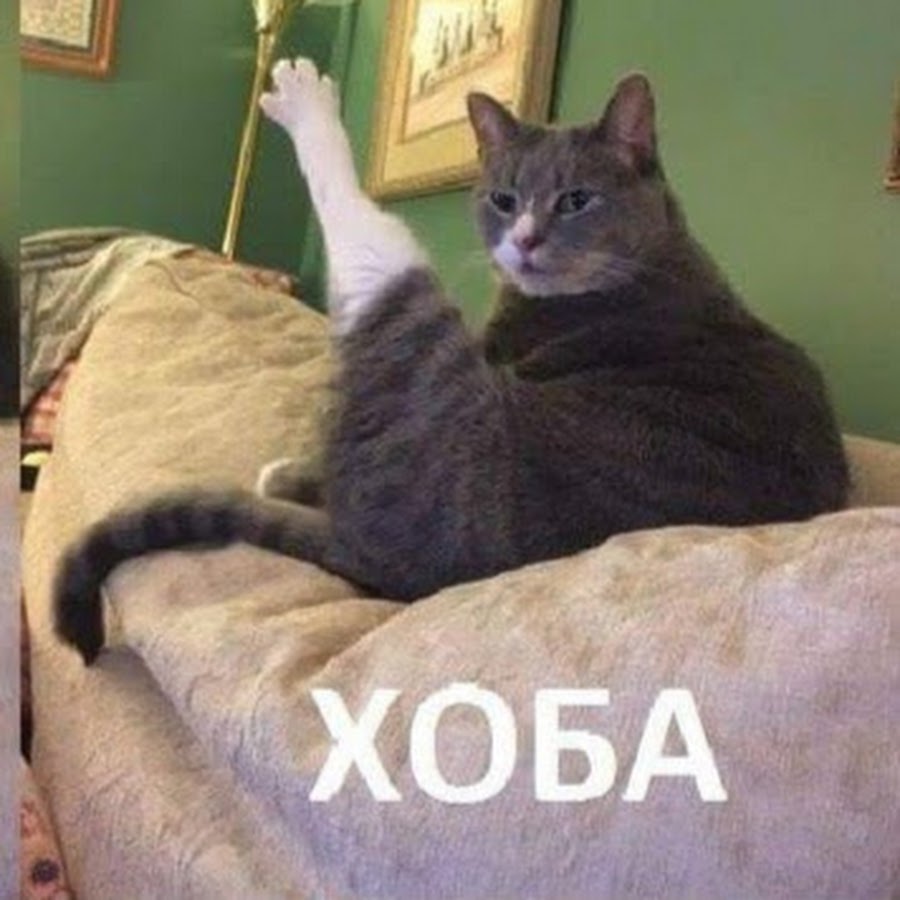 Мем с котом с поднятыми лапами