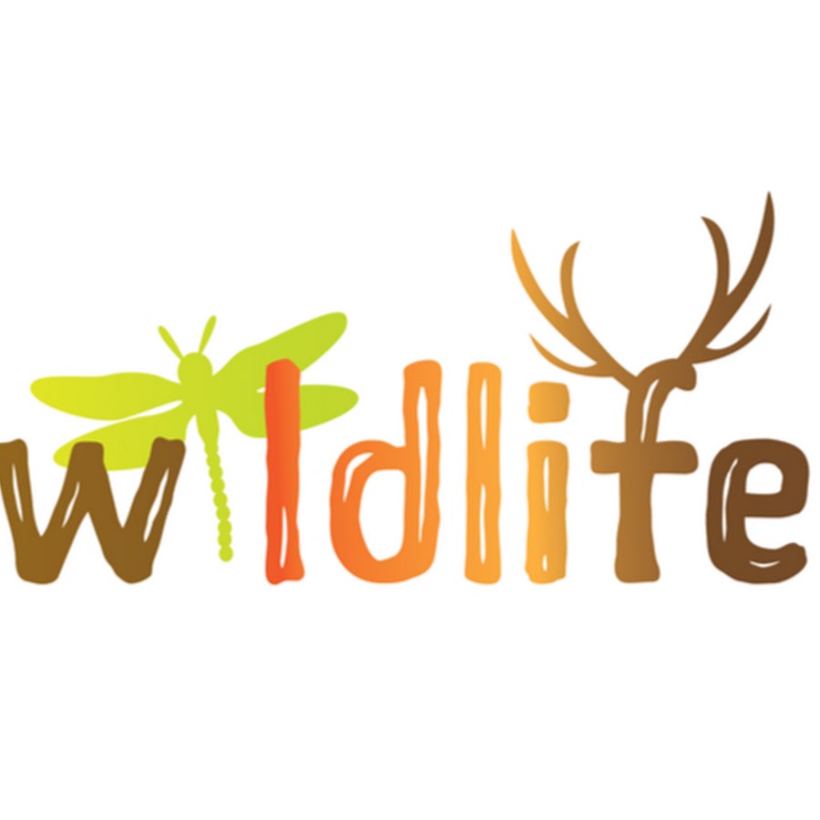 Wildlife Documentaries & Nature Documentaries YouTube