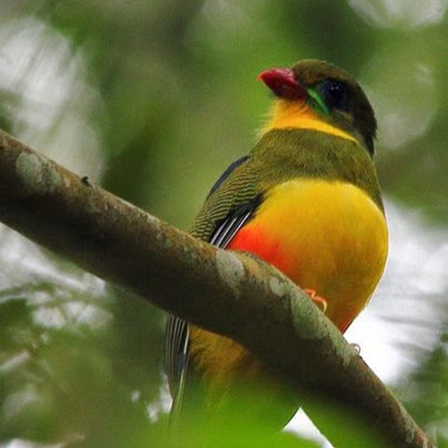 Jakarta Birder 