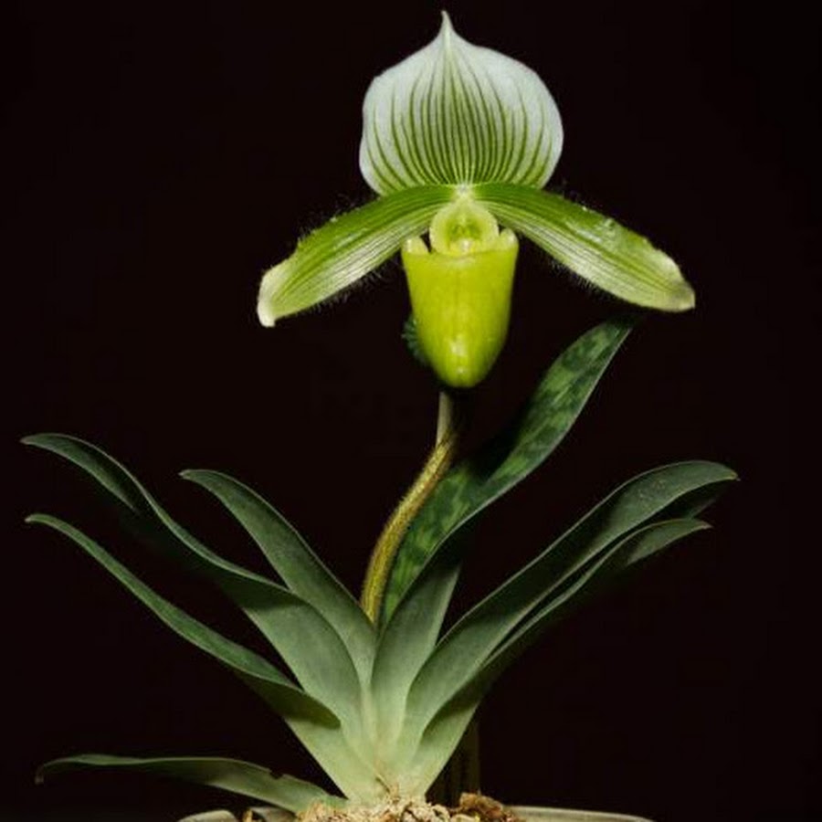 The Black Orchid Project YouTube