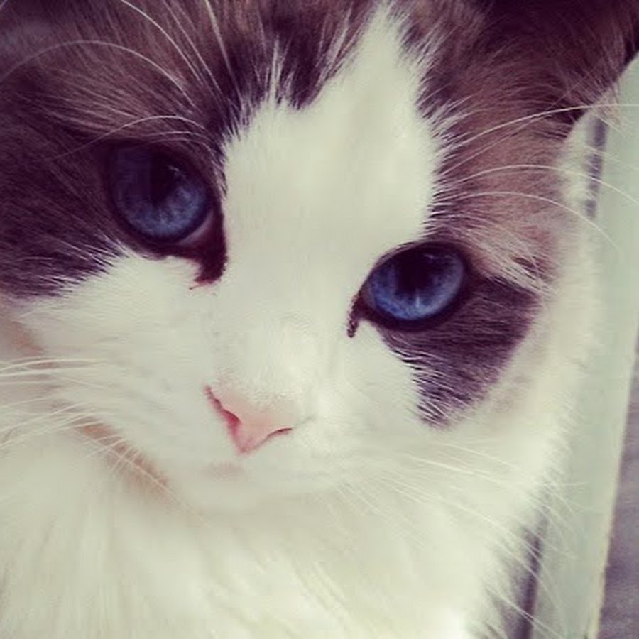 Attractive Cat YouTube