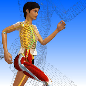 La femme modèle d'anatomie 3D Stacy