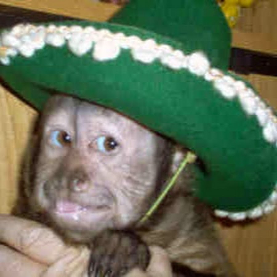 Small Monkey with a Green Hat YouTube
