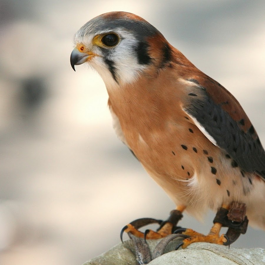 Cool Birds - YouTube