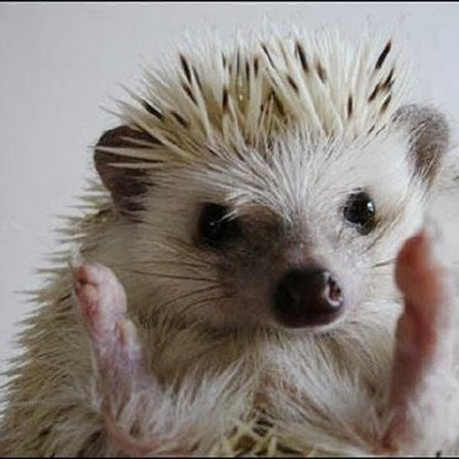 песня ежикам тоже нужны витамины