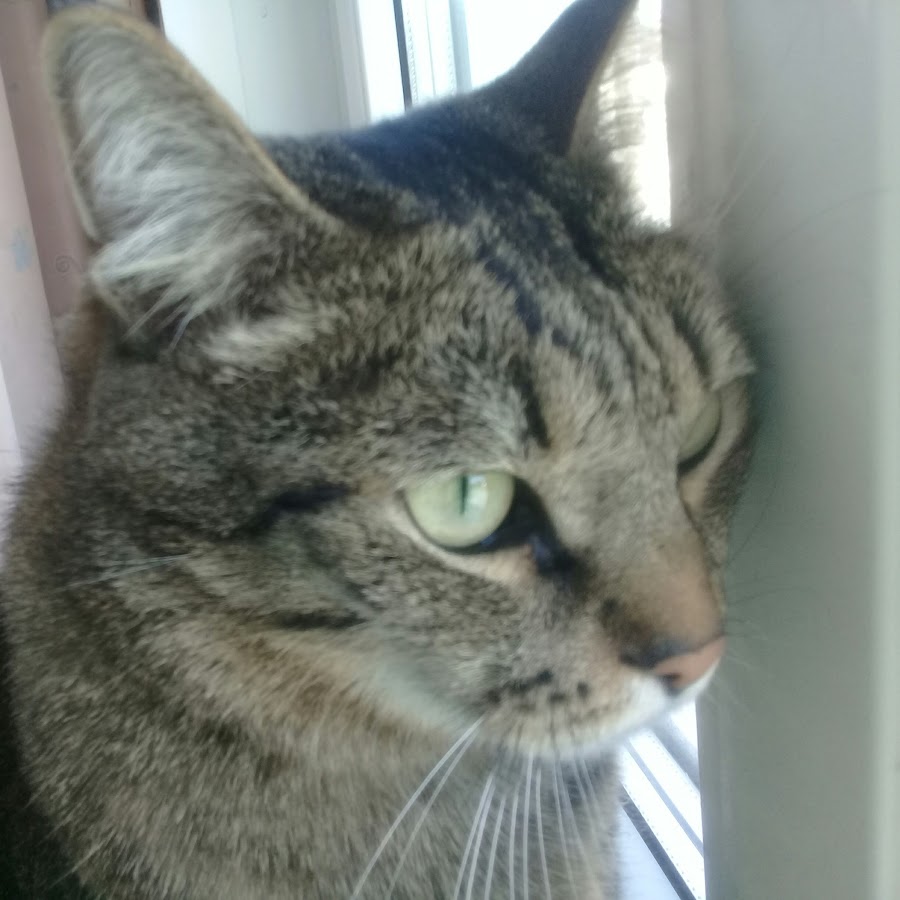 тима кот серый. фото кота тима. кот тима мем. тима кот скоками и копустик. кот тима.