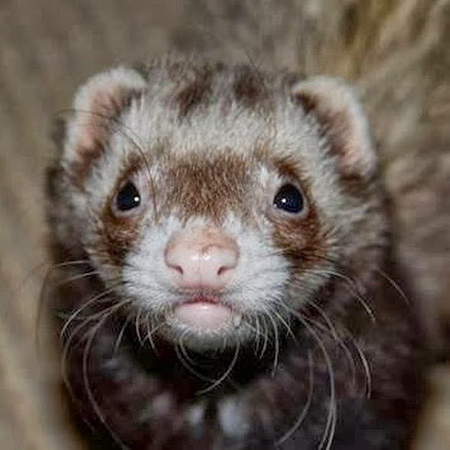 Bandit The Ferret YouTube