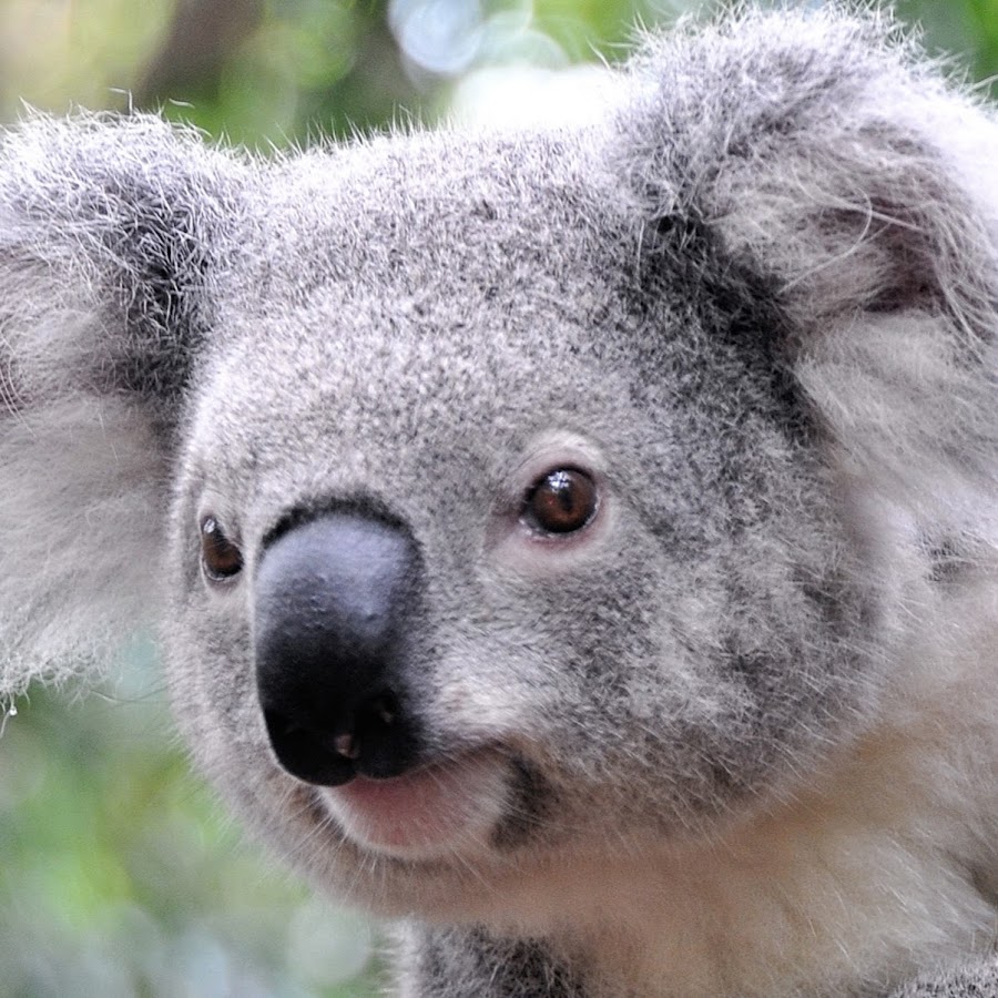koala88