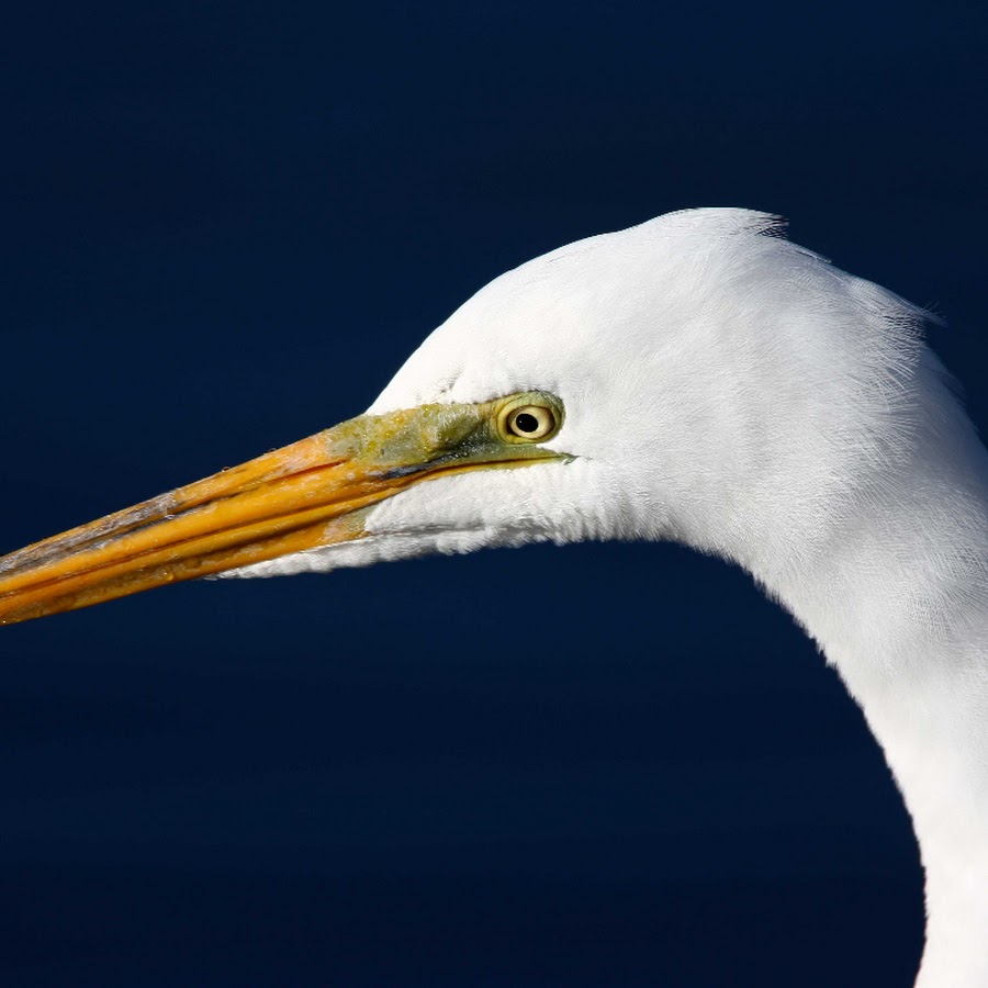 Gulf Coast Bird Observatory 
