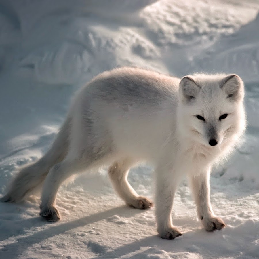 Arctic Fox - YouTube