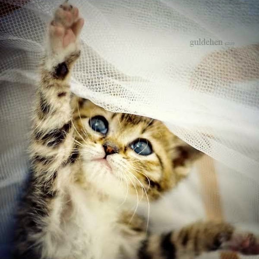 Фото милого кота на аву