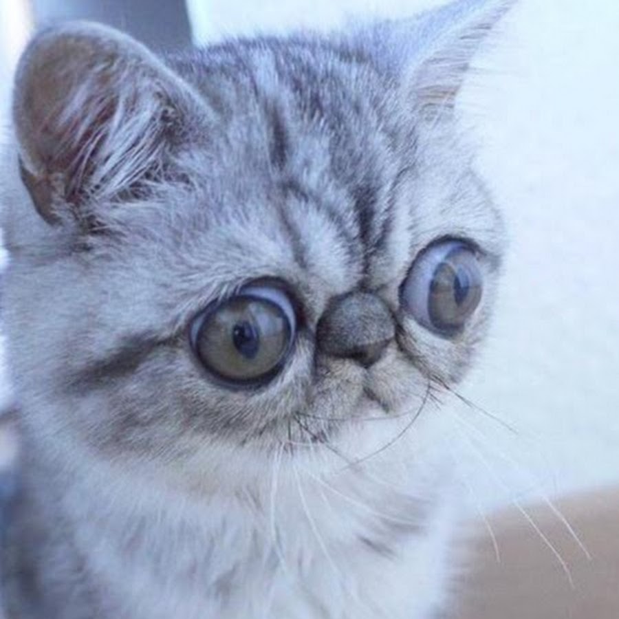 Кошка хана